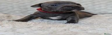 Staffordshire Bull Terrier 4