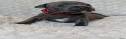 Staffordshire Bull Terrier dogs for sale: Merle and blue Staffordshire bull terrier puppies  in Bath - Advert 17
