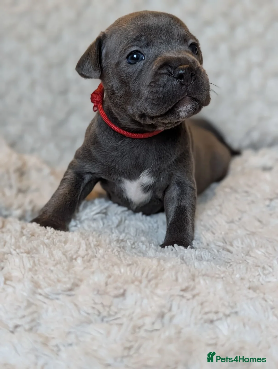 Staffordshire Bull Terrier dogs for sale: Merle and blue Staffordshire bull terrier puppies  - Advert 30