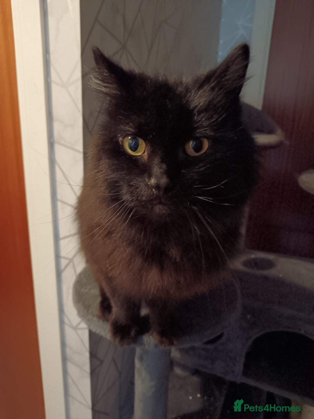 Mixed Breed cats for sale: Free male black cat - Advert 1