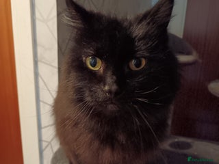Mixed Breed cats Free male black cat - Advert 1