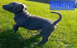 Staffordshire Bull Terrier dogs for sale: CHUNKY blue Staffordshire bull terror puppys - Image 4