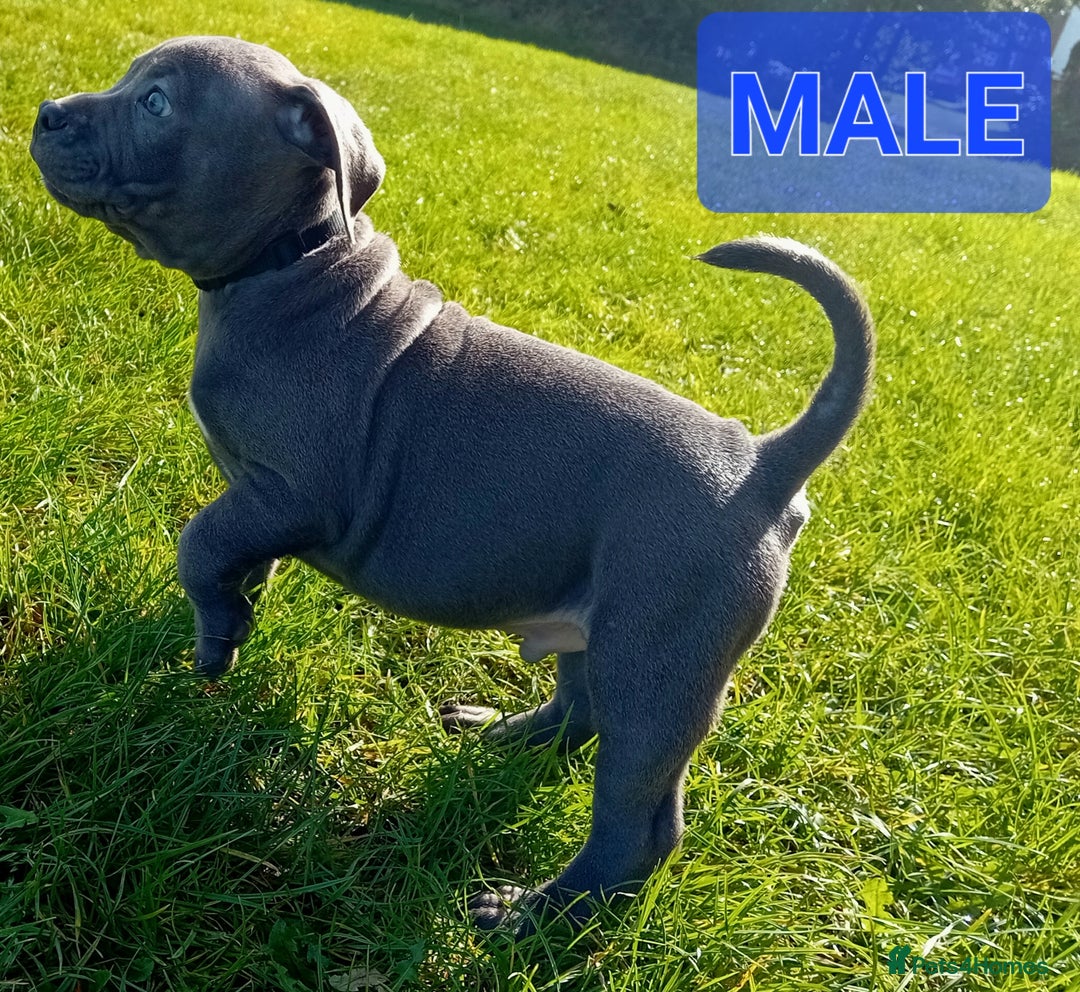 Staffordshire Bull Terrier dogs for sale: CHUNKY blue Staffordshire bull terror puppys - Image 4