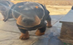 Miniature Dachshund dogs for sale: true miniature dachshunds - Image 8