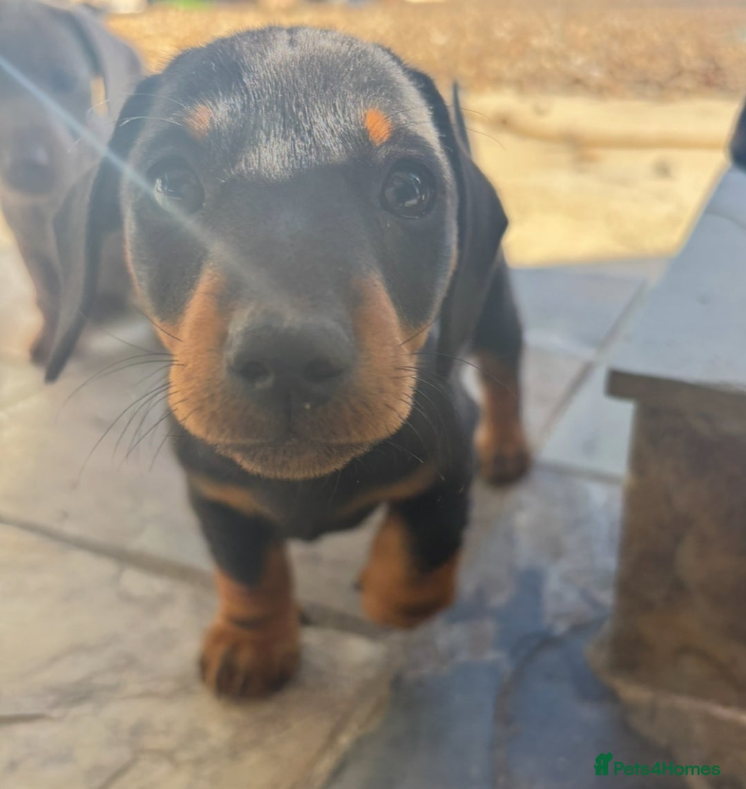 Miniature Dachshund dogs for sale: true miniature dachshunds - Image 8