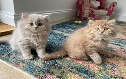 British Longhair cats for sale: Stunning litter of British long hair - Image 10