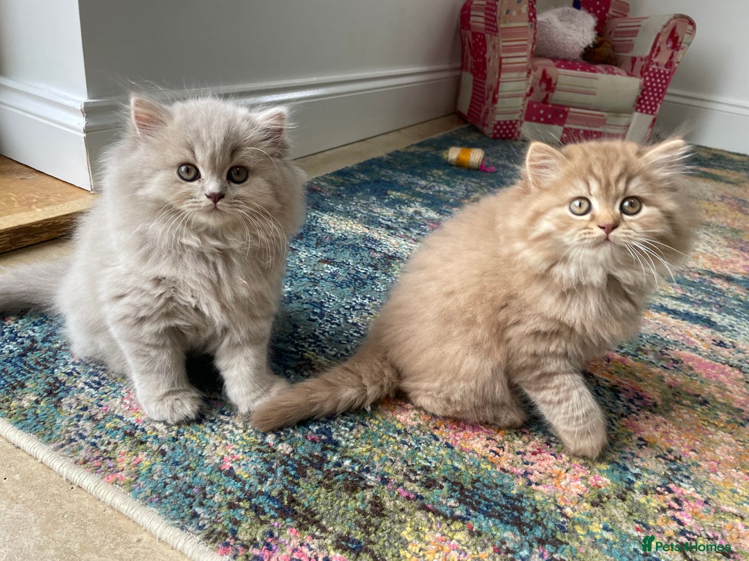 British Longhair cats for sale: Stunning litter of British long hair - Image 10