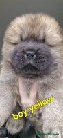 Chow Chow dogs KC REGISTERED QUALITY TEDDY BEAR CHOW CHOW 5 wk - Advert 3