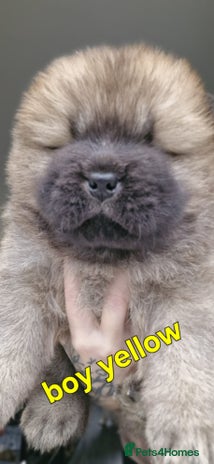 Chow Chow dogs KC REGISTERED QUALITY TEDDY BEAR CHOW CHOW 5 wk - Advert 1