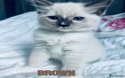 Ragdoll cats for sale: 4 Adorable kittens for sale 🩵🩵 - Image 9