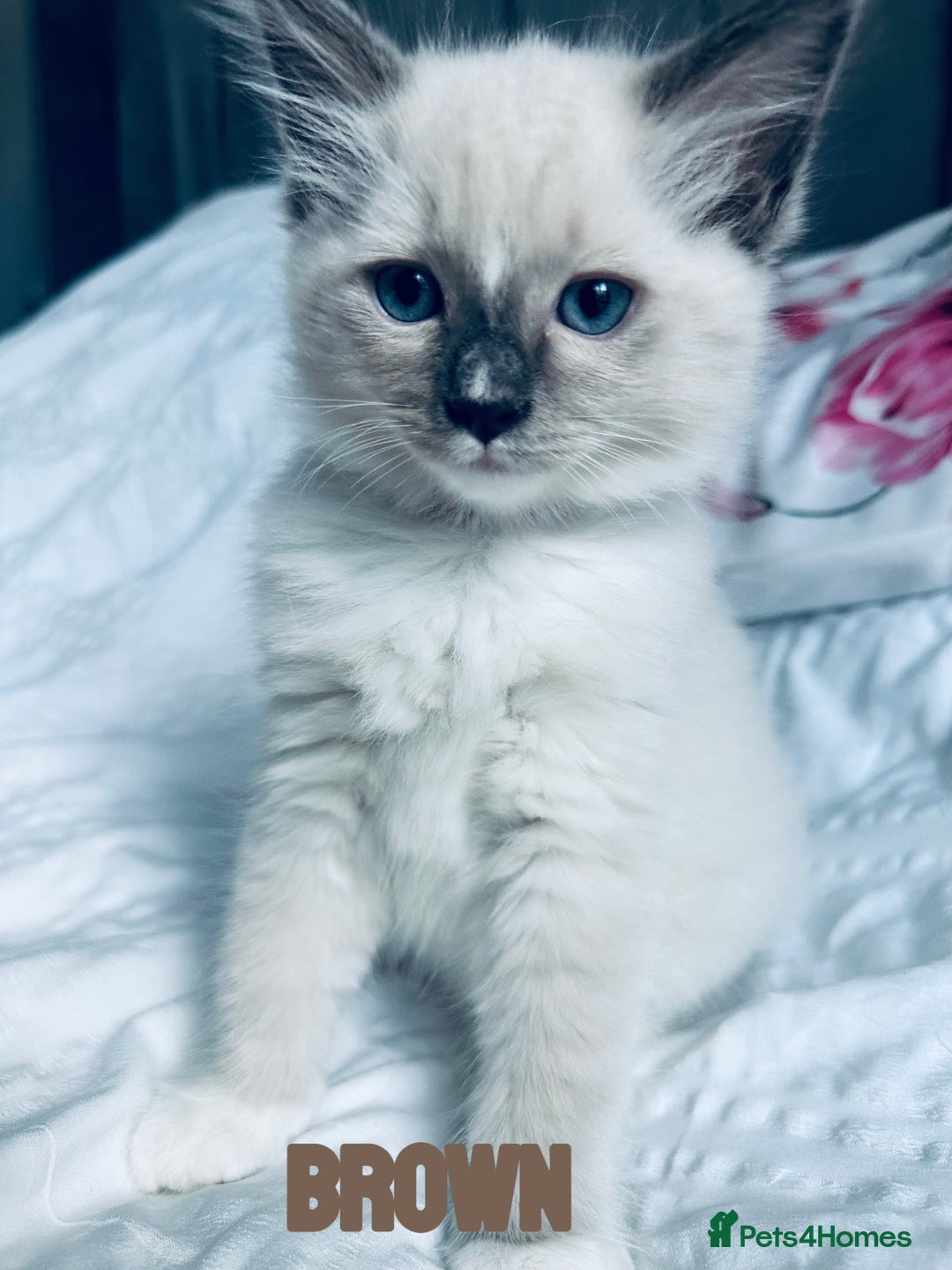 Ragdoll cats for sale: 4 Adorable kittens for sale 🩵🩵 - Image 9