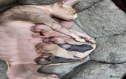 Sphynx cats for sale: REDUCED Ready now quality Tica canadian sphynx - Image 24