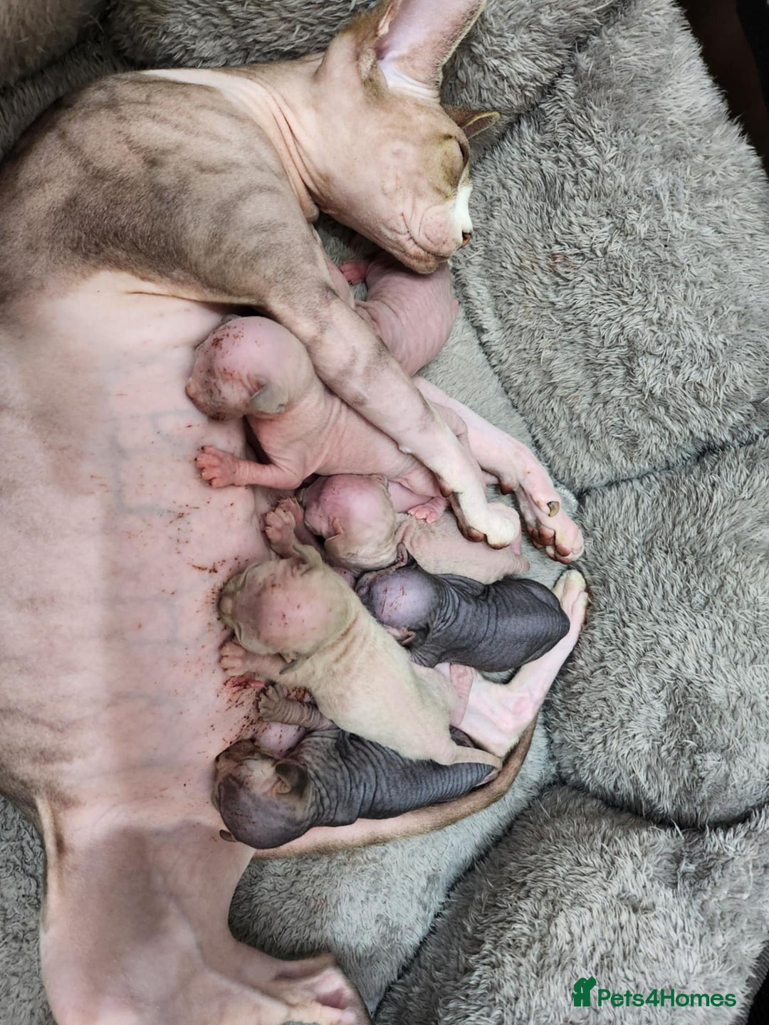 Sphynx cats for sale: REDUCED Ready now quality Tica canadian sphynx - Image 24