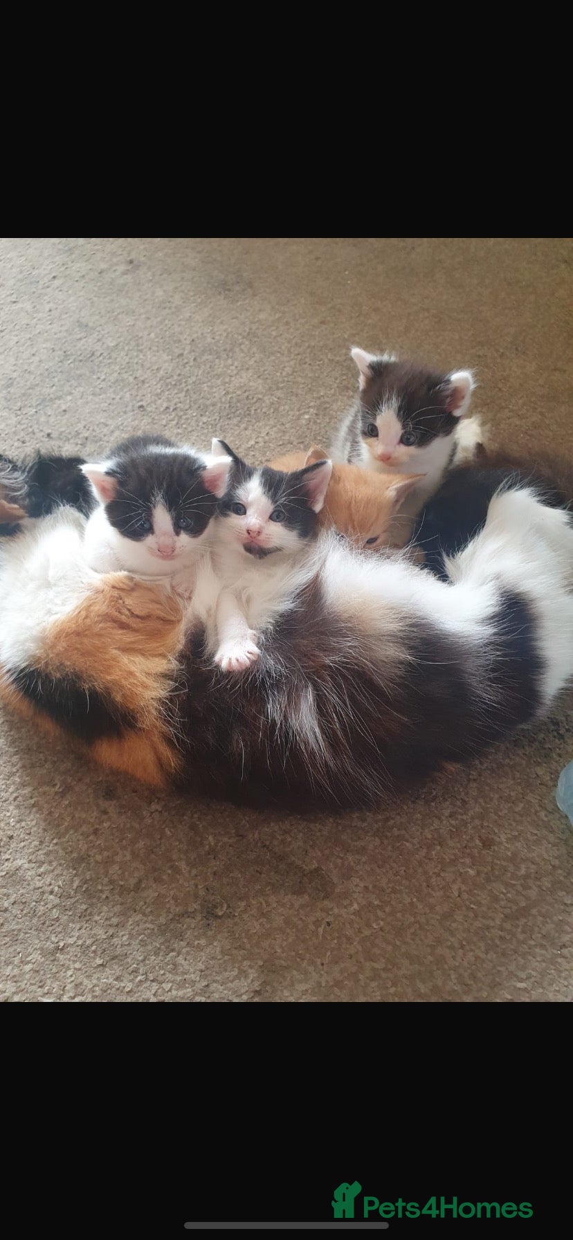 Mixed Breed cats Ready to leave male and female kittens - Advert 1
