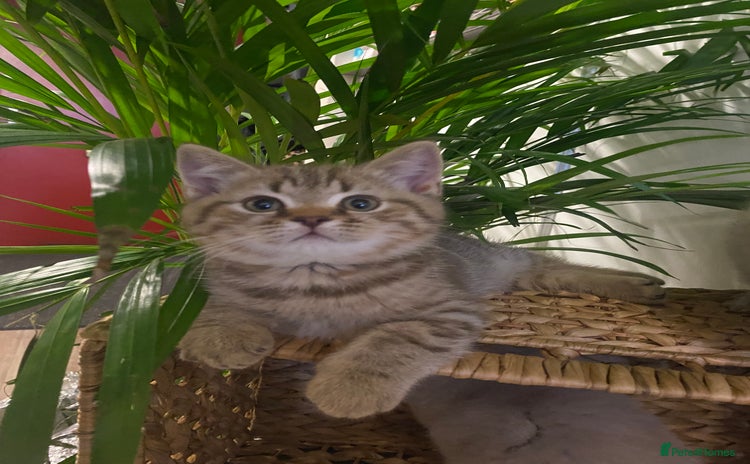 British Shorthair cats - Advert 9
