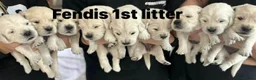 Golden Retriever dogs for sale: Our Beautifil KC registered Golden Retriever   in Leeds - Advert 29