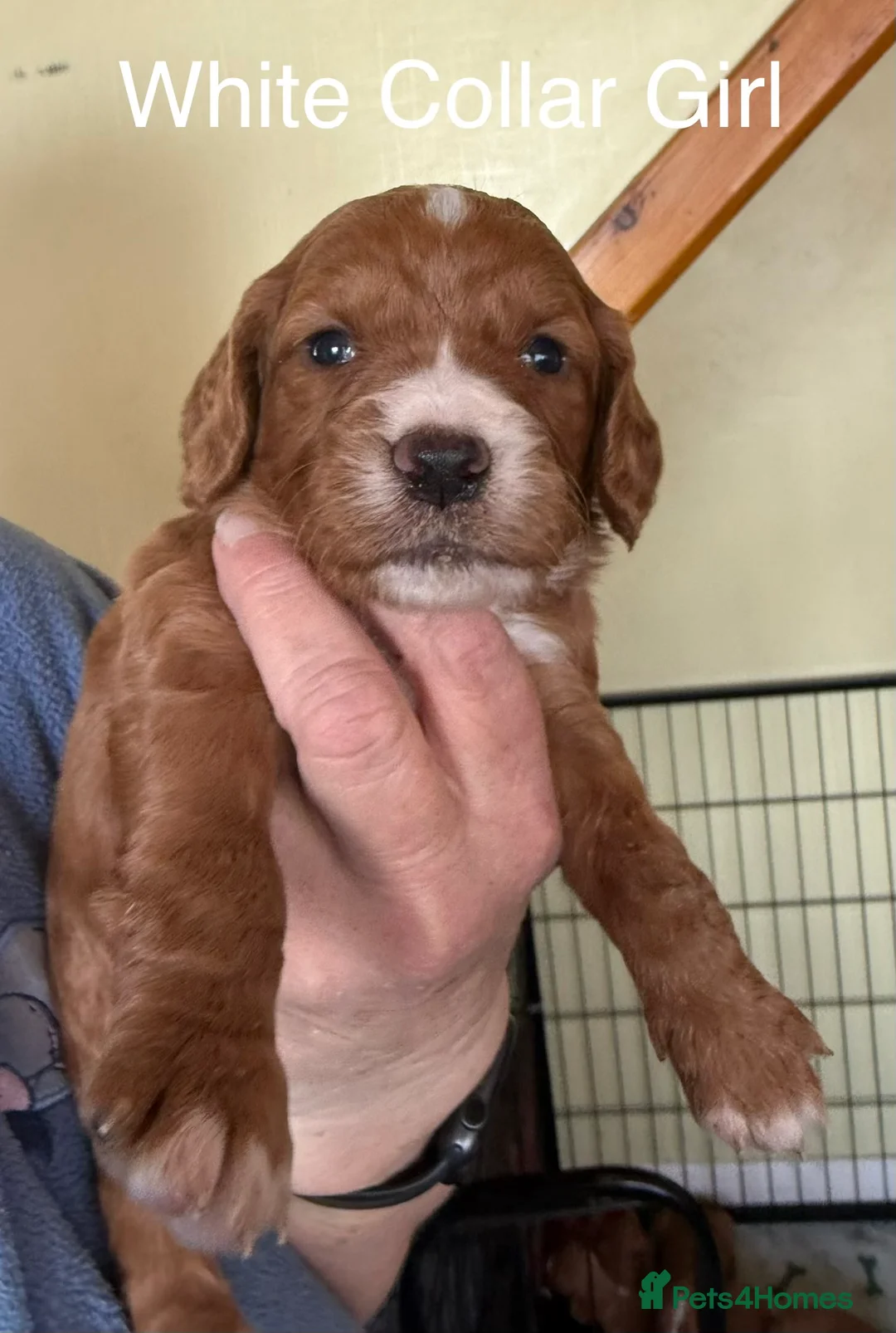 Cocker Spaniel dogs for sale: Working cocker spaniel puppies  in Edenbridge - Advert 11