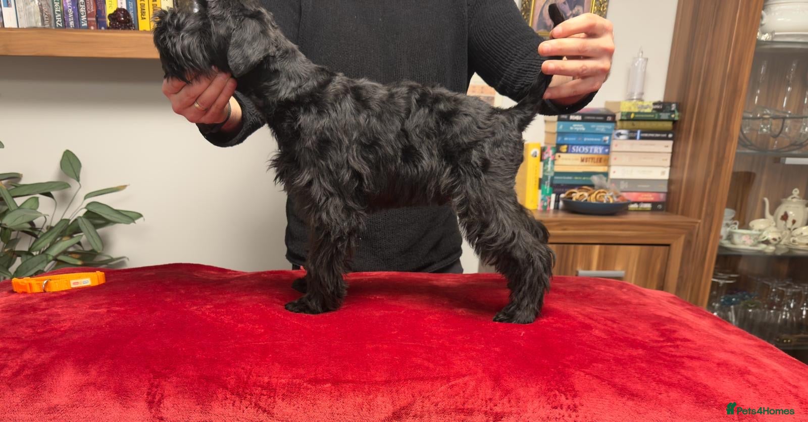 Miniature Schnauzer dogs Black Miniature Schnauzer boy - Advert 16