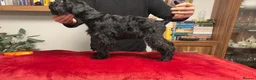 Miniature Schnauzer dogs for sale: Black Miniature Schnauzer boy - Advert 2