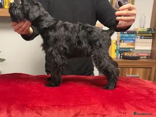 Miniature Schnauzer dogs Black Miniature Schnauzer boy - Advert 16