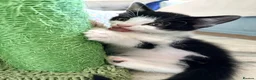 Mixed Breed cats for sale: 🐾 Clean, Healthy Bombay x Turkish Van Kittens - Advert 11