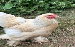 Chickens poultry for sale: Trio Lemon Pyle Brahmas  - Image 2