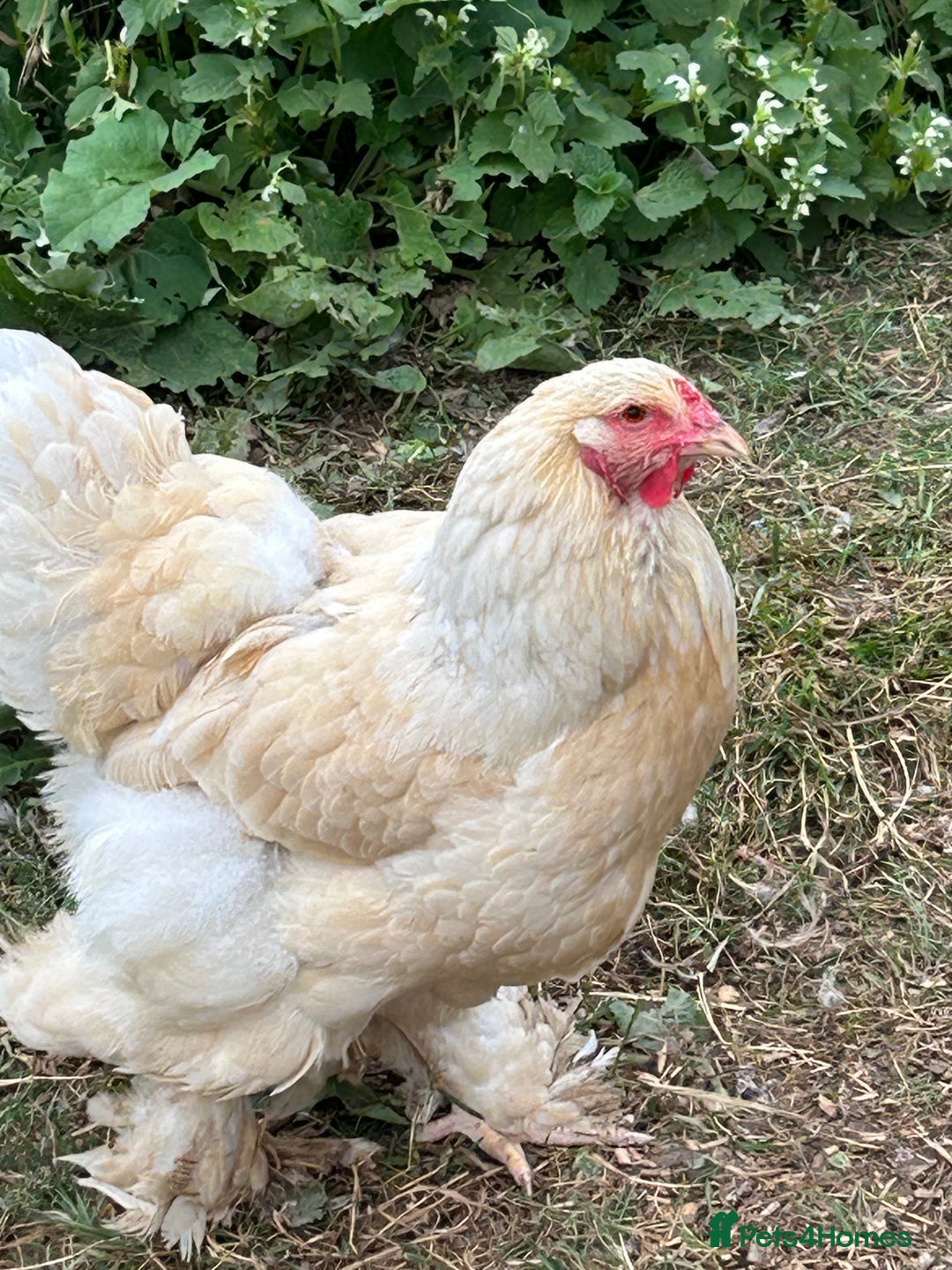 Chickens poultry for sale: Trio Lemon Pyle Brahmas  - Image 2