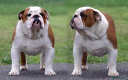 English Bulldog dogs for sale: Champion sired female bulldog for sale  - Image 10