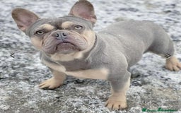 French Bulldog dogs for sale: Two Beautiful Girl French Bulldogs  - Image 19
