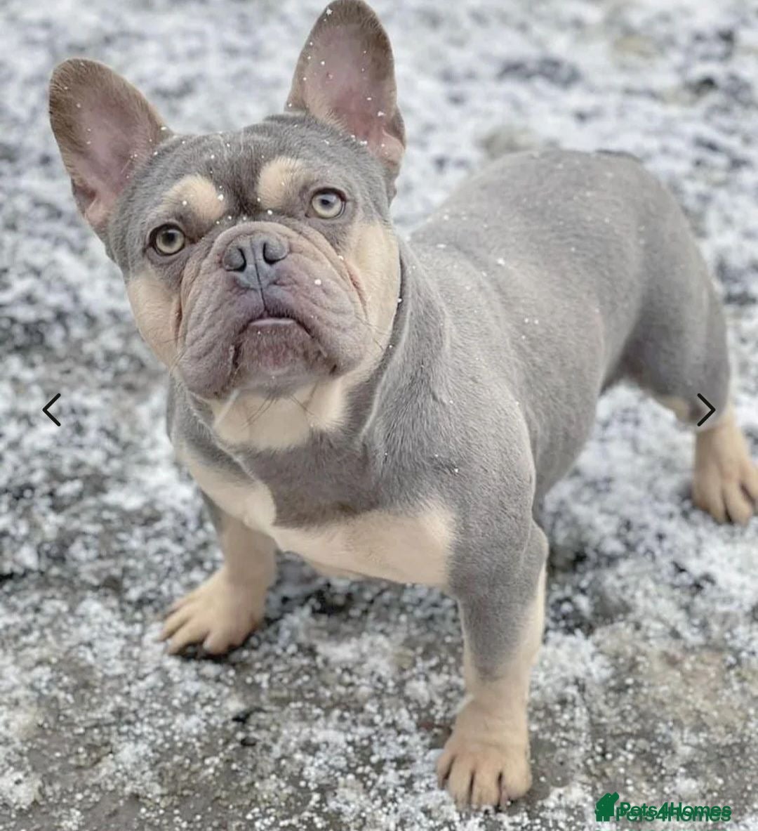 French Bulldog dogs for sale: Two Beautiful Girl French Bulldogs  - Image 19