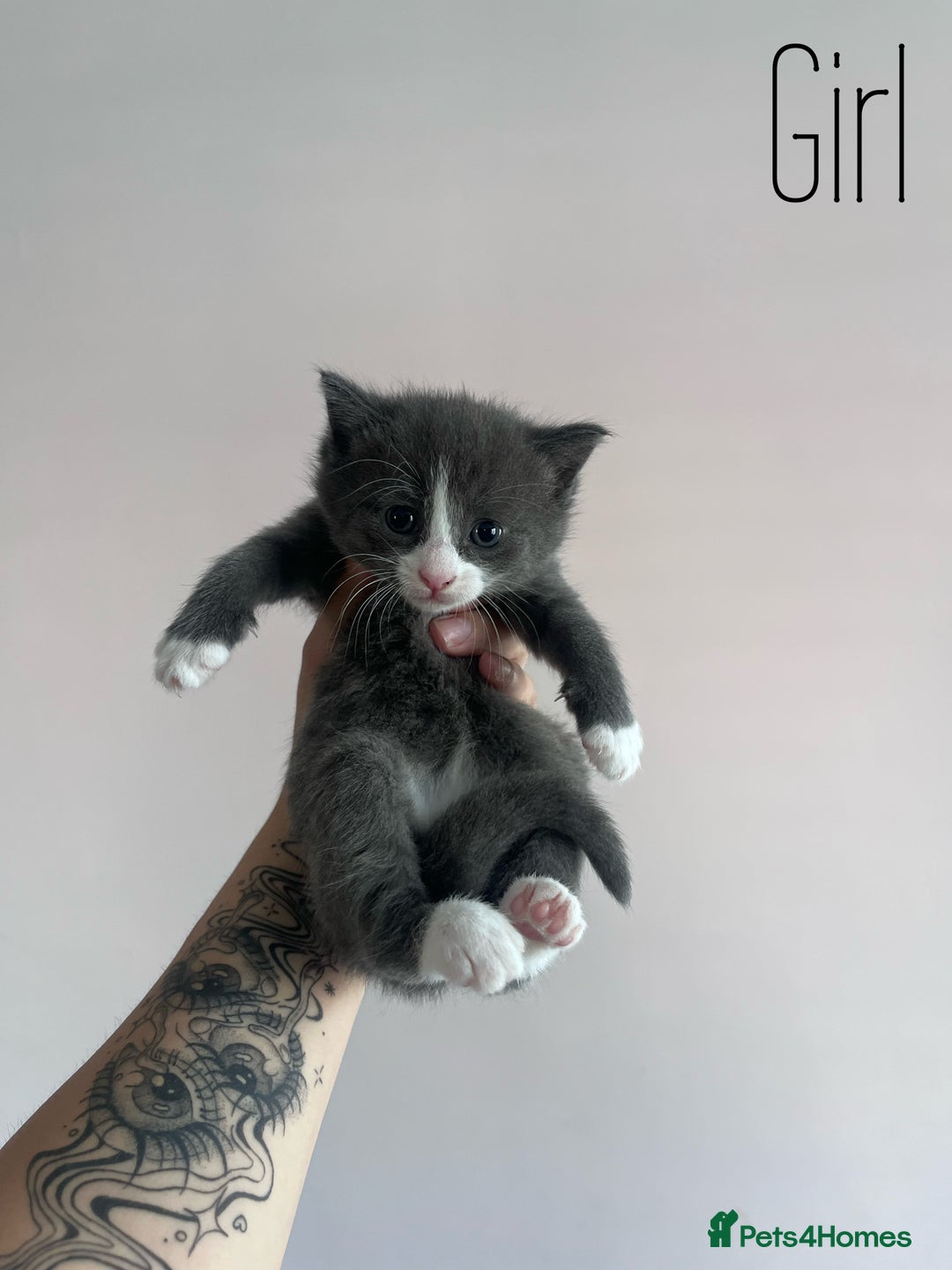 Mixed Breed cats for sale: Kittens Grey and Black - Image 5