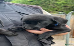 Labrador Retriever dogs for sale: Fox Red/ black Labrador puppies  - Image 3