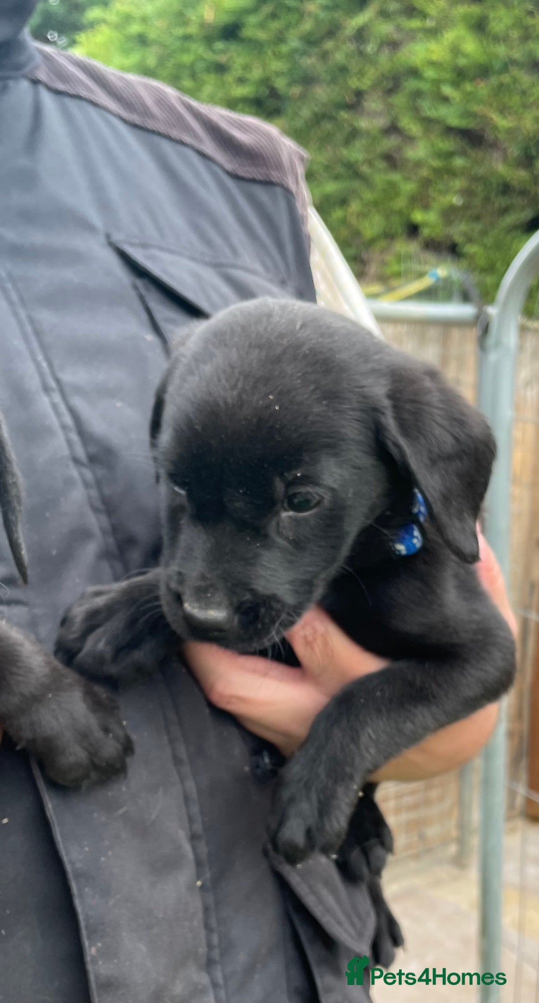 Labrador Retriever dogs for sale: Fox Red/ black Labrador puppies  - Image 3
