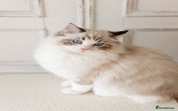 Ragdoll cats for sale: Best Ragdoll Bicolour and Lynx kittens in UK - Image 3