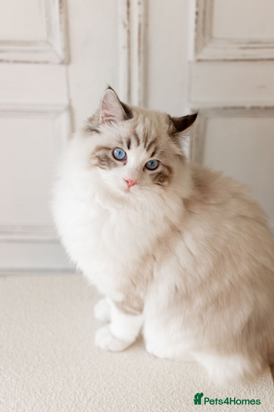 Ragdoll cats for sale: Best Ragdoll Bicolour and Lynx kittens in UK - Image 3