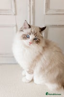 Ragdoll cats - Advert 1