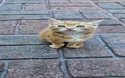 British Longhair cats for sale: 2males /2 famles - Image 5