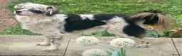 Mixed Breed dogs for adoption: Bodhi in Sutton - Advert 2