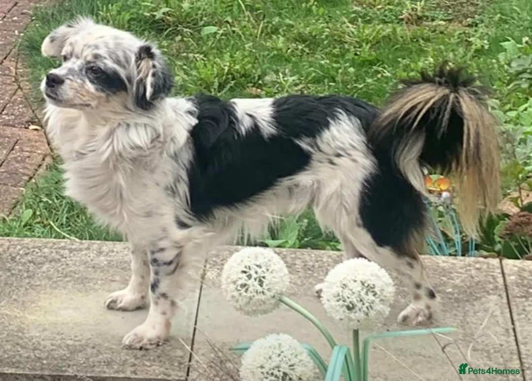 Mixed Breed dogs for adoption: Bodhi in Sutton - Advert 2