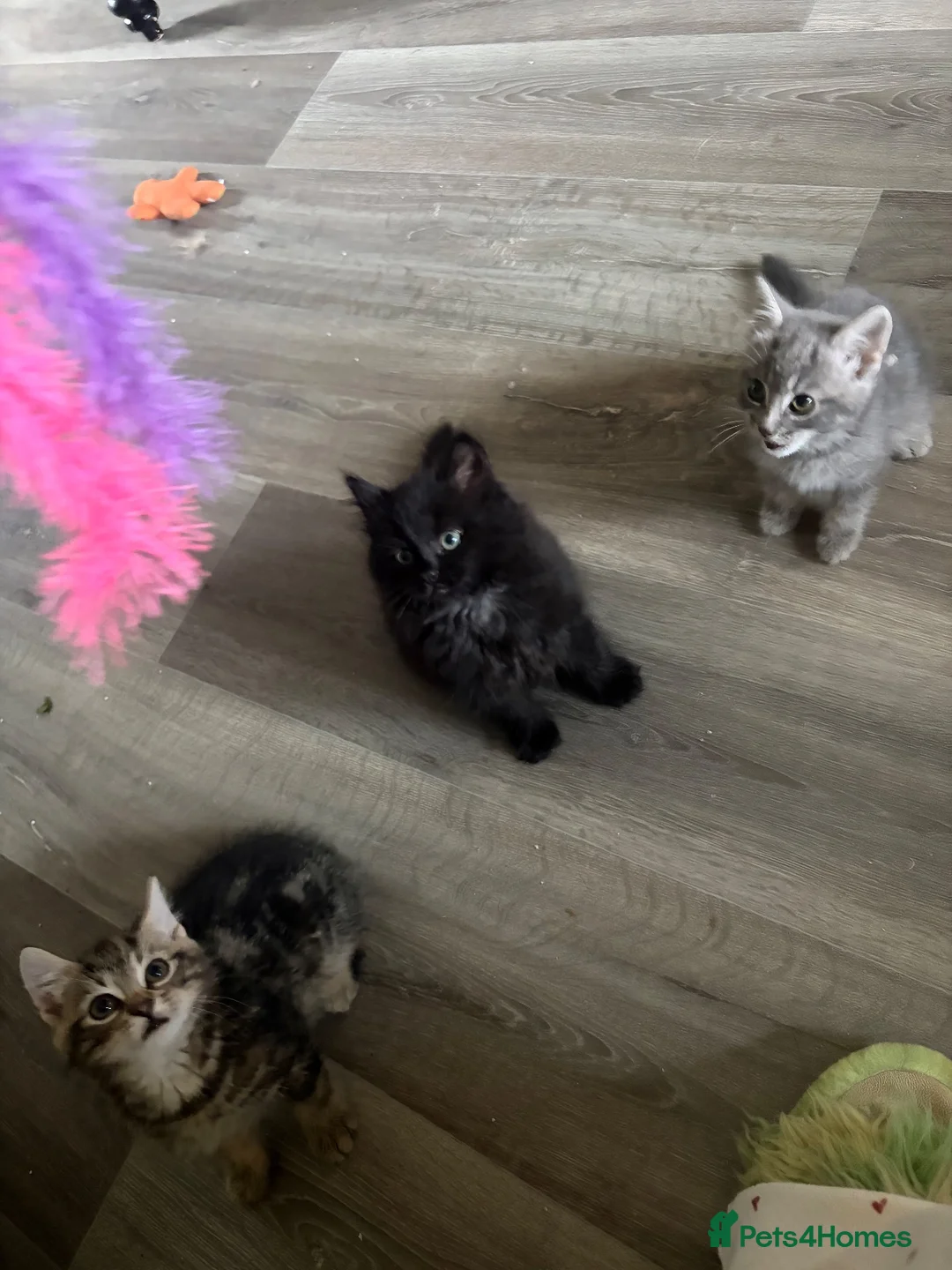 Mixed Breed cats for sale: Kittens for Sale  in Fort William - Advert 1