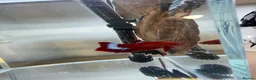 Bettas fish for sale: Betta sale!!  - Advert 12
