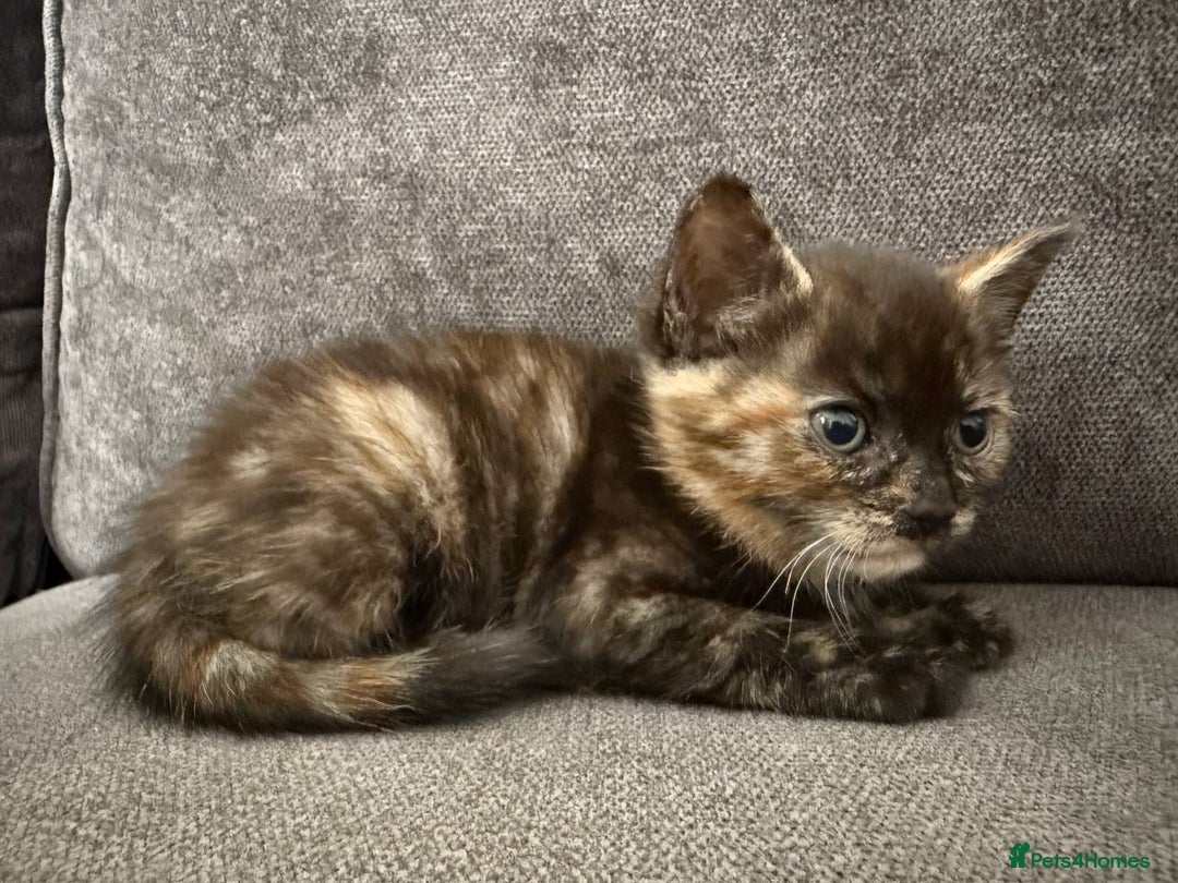 American Shorthair cats for sale: Smart stunning mixed colour kittens  - Image 29