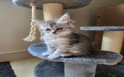 Maine Coon cats for sale: 4 Beautiful GCCF Registered Maine Coon Kittens  - Image 1