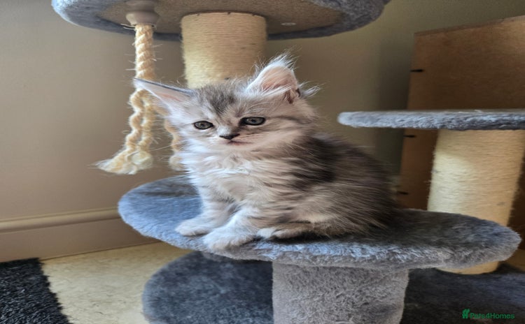 Maine Coon cats - Advert 4