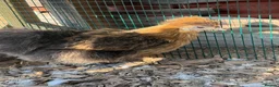 Chickens poultry for sale: USA silkie bantams  - Advert 5