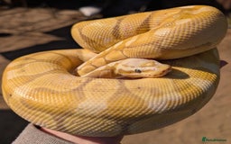 Snake reptiles for sale: Corn snakes for sale  - Advert 4