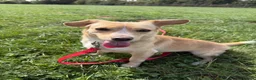 Mixed Breed dogs for adoption: Klara, could you be her special person ❤️ - Advert 2