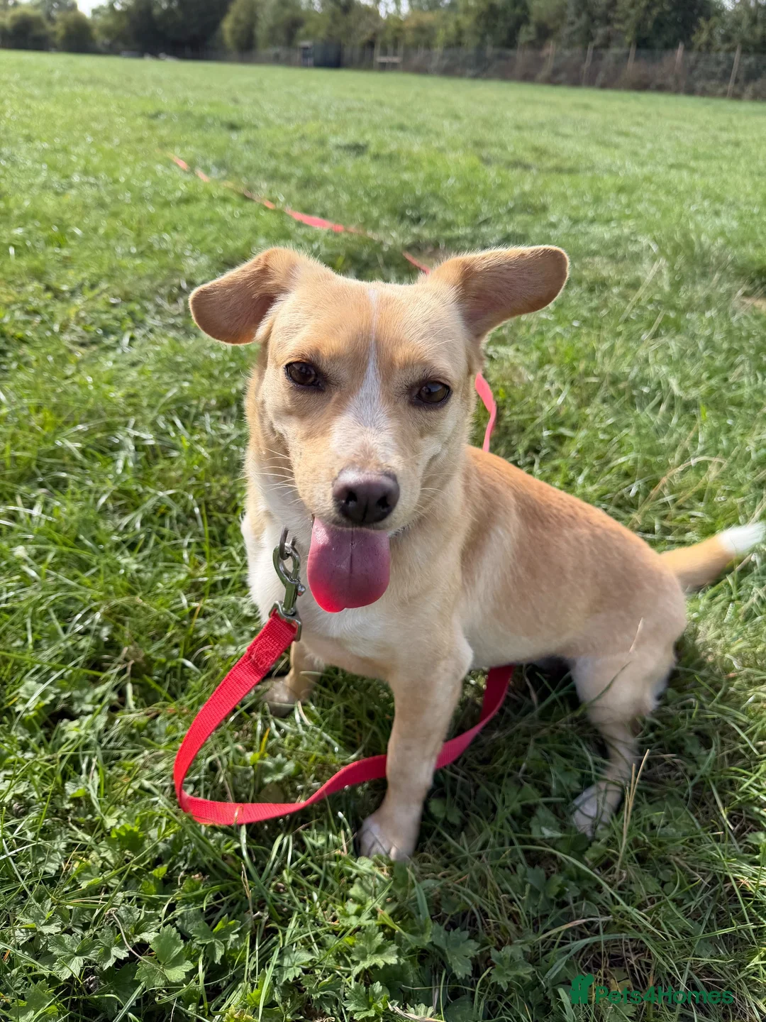 Mixed Breed dogs for adoption: Klara, could you be her special person ❤️ - Advert 2