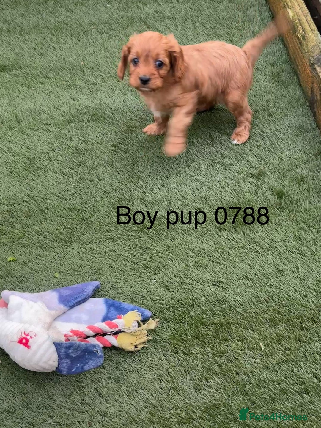 Cavapoo dogs for sale: Stunning litter of F1 Cavapoo pups - Advert 4
