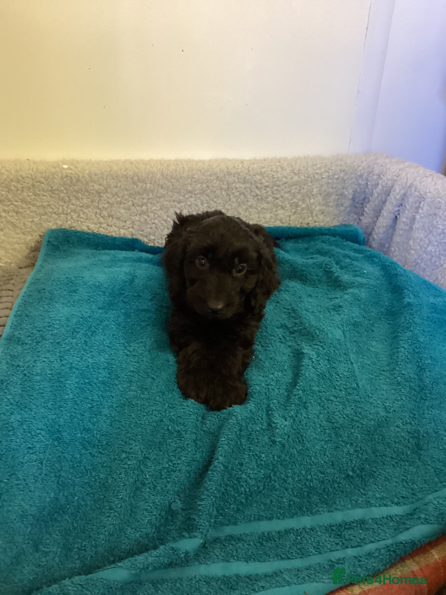 Cockapoo dogs Cockapoo f1 - Advert 15